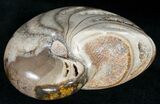 Polished Nautilus From Khenifra, Morocco #11908-2